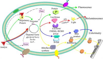 Whole-Cell Microbial Bioreporter for Soil Contaminants Detection